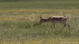Снятие моратория: что будет с мясом убитых сайгаков, ответили в Минэкологии