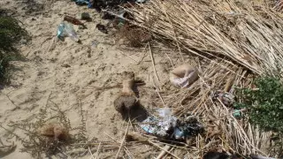 Пастух продал вверенных ему верблюдов в Кызылординской области