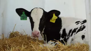 2,6 миллиона литров молока в год: итоги успешной работы "Байсерке-Агро"