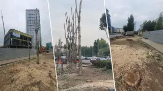 Из-за болезни или из-за ЖК? В акимате объяснили, зачем спилили зеленые деревья в Астане
