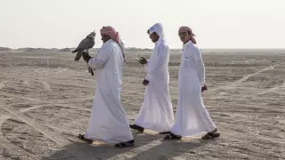 Птиц, на которых любят охотиться арабские шейхи, выпустили в природу в Кызылординской области