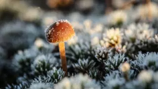 Заморозки ожидаются в Астане