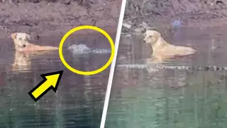 Чудо природы: крокодилы спасли собаку, упавшую в реку в Индии
