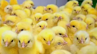 Новый завод в Жамбылской области строит "Алель Агро" при поддержке Halyk