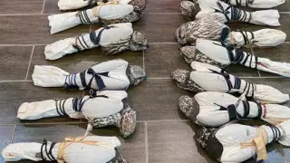 Спецоперация КНБ в Атырау: краснокнижных соколов пытались вывезти из Казахстана