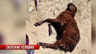 Овцы массово гибнут от неизвестной болезни в Жамбылской области