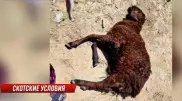 Овцы массово гибнут от неизвестной болезни в Жамбылской области