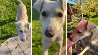 "Иначе собаку отравят". Астанчане объединились и обратились за помощью