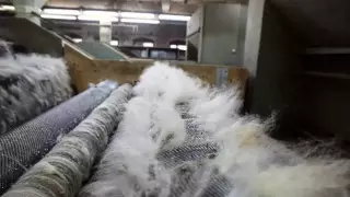 Атырауда жүн өңдеу фабрикасына жабылу қаупі төніп тұр