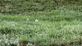 Одуванчики в октябре распустились в Костанае