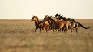 Как программа "Ауыл аманаты" помогает сельчанам в Карагандинской области