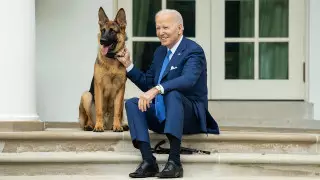 Любимую собаку Байдена вывезли из Белого дома