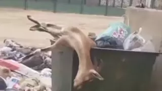 Краснокнижный уриал? Выброшенное в мусорный бак тело животного возмутило жанаозенцев