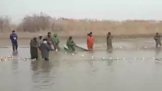 "Рыбы почти нет": атырауские рыбаки не могут освоить выделенные квоты