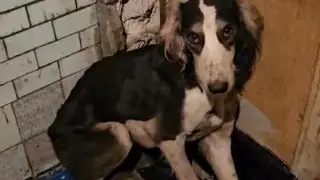 "Сидел на гниющих трупах и выл": тазы спасли из скотомогильника в Шахтинске