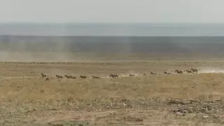 Алтын-Эмель - земля куланов: в нацпарке прошел большой фестиваль