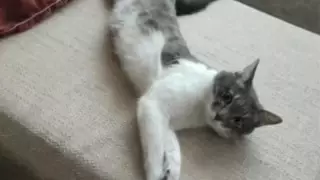 Забившего насмерть кота живодера осудили в Актау