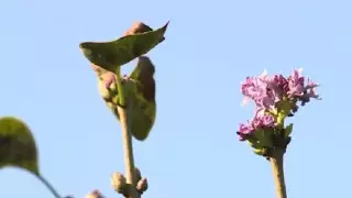 "Хороший знак": сирень зацвела в Актобе в середине осени