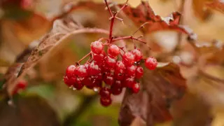 Снег и дождь принесет циклон в Казахстан