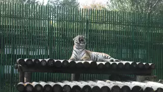 "Это не просто зверинец" - репортаж из алматинского зоопарка