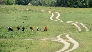 54 тысячи гектаров земли незаконно раздали в СКО