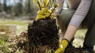 “120 миллионов саженцев не приживутся“. Сенатор обвинил Минэкологии в потерях бюджета