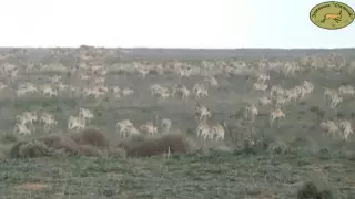 Сайгаки массово перекочевывают из Западного Казахстана в Россию, спасаясь от отстрела