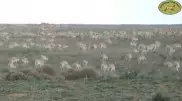 Сайгаки массово перекочевывают из Западного Казахстана в Россию, спасаясь от отстрела