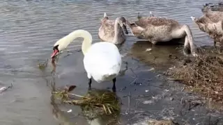 "Люди мусорят, птицы убирают". Чистюлю-лебедя засняли в Астане