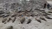 Мертвых тюленей и осетров снова нашли на побережье Каспия