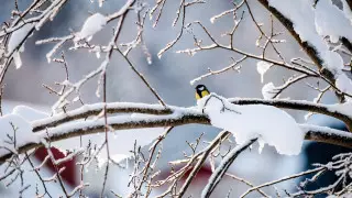 Частая смена теплых и морозных дней: какая погода ожидает казахстанцев в ноябре