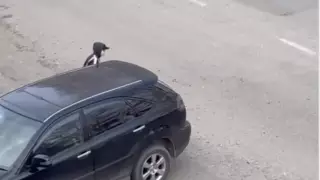 В МВД сделали заявление об игре "Беги или умри"