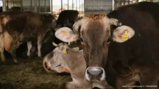 На информацию о падеже скота ответили в акимате ЗКО