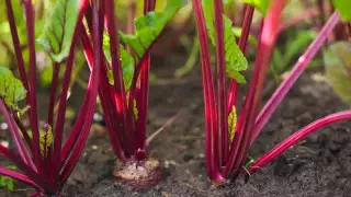 Диетолог назвал доступный овощ, который "действует как виагра"