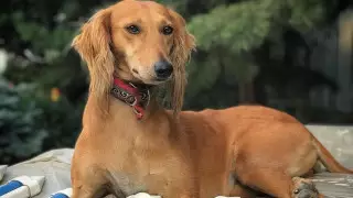 Когда откроется Национальный центр казахских пород собак