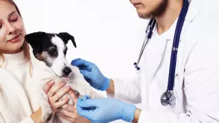 Собака заставила хозяйку обратиться к врачу, почуяв рак