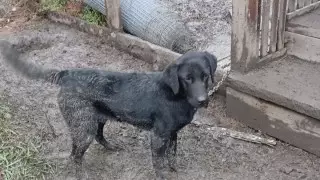 Брошенная в Казахстане собака переехала жить в Германию