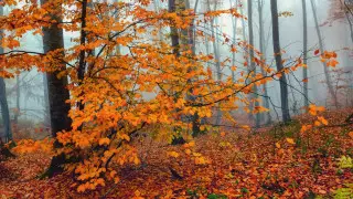 Сильные дожди, туманы и тепло до 26 градусов: погода в Казахстане на 17 ноября