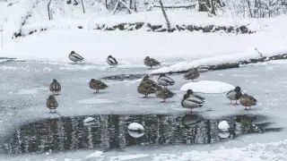 Снегопад и ураганный ветер: погода в Казахстане на 24 ноября