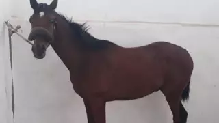 Арабского скакуна зарезали на согым в Казахстане