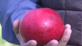 Новый сорт апорта вывели казахстанские ученые