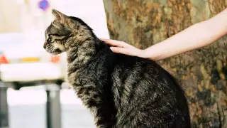 В Англии кот вернулся к хозяевам спустя 11 лет после пропажи