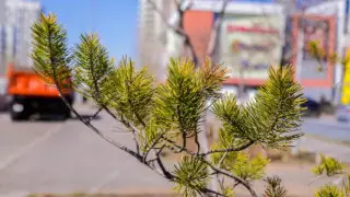 Послужит улучшению благоустройства Астаны – эколог об Уставе озеленения