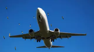 В Казахстане придумали, как избежать столкновения птиц с самолетами