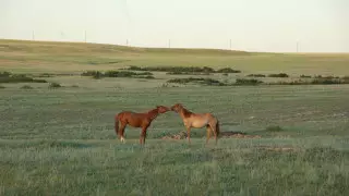 "Туыстарына малын жайғызған". Қорғалжыңдағы мемлекеттік қорықта заңсыздықтар анықталды