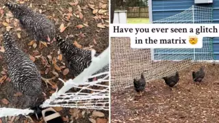 Ролик с замершими курицами напугал пользователей сети