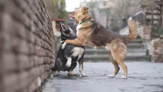 Трое детей погибли, 80 пострадали: в Минпросвещения сделали заявление из-за бродячих собак