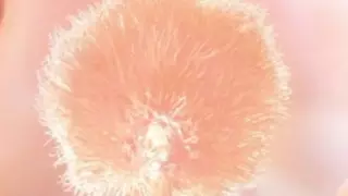 Эксперты назвали главный цвет 2024 года