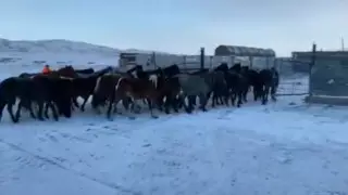 Фермера 3 года обкрадывали одни и те же люди в Карагандинской области