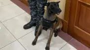 Служебных собак привели в Мажилис